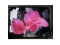 NL10276BC24-13C NEC 12.1" A-si TFT-LCD Panel 